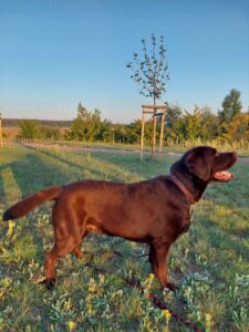 Labrador Retriver